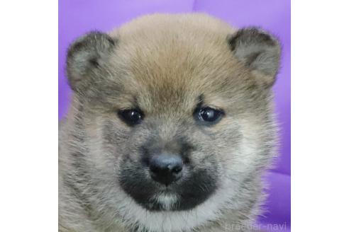 成約済の愛知県の柴犬-369665の4枚目